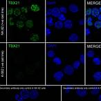 t-bet / tbx21 recombinant antibody